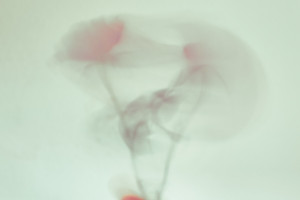 susanne-galler-banner-002