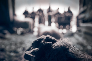 banner-stills-13-kopie-2