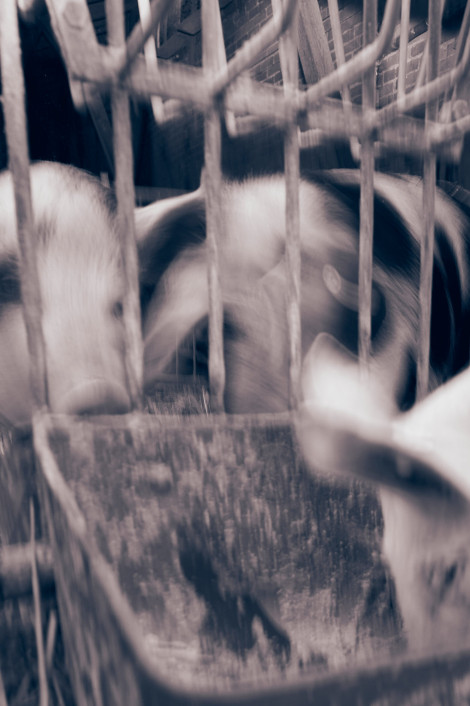 jochen-steinhaus-beck-019