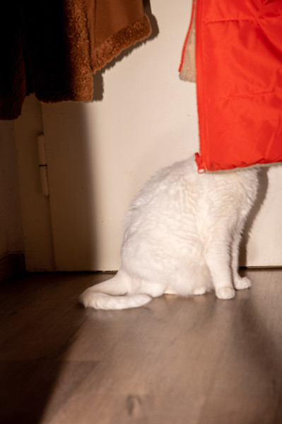 x-katzen-kirsten-seubert-002