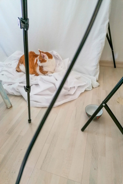 x-katzen-kirsten-seubert-008