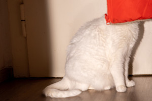 x-katzen-kirsten-seubert-002