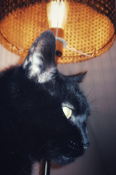 x-katzen-kirsten-seubert-001