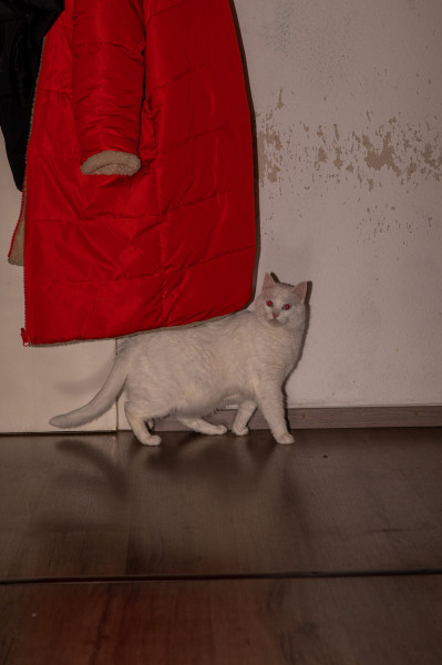 x-katzen-kirsten-seubert-005