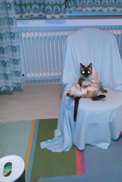 x-katzen-kirsten-seubert-009