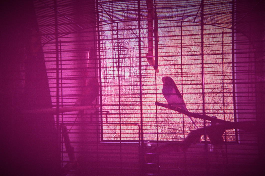 19_diplomserie1_landau