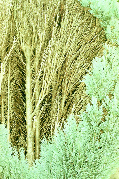 15_diplomserie-2_classen