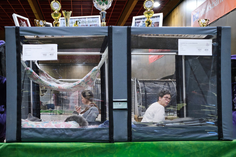 reportage-uber-katzenhaltung-im-rahmen-der-ausbildung-zur-fotografin-entstanden-352