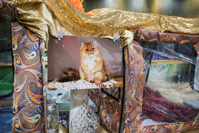 reportage-uber-katzenhaltung-im-rahmen-der-ausbildung-zur-fotografin-entstanden-355