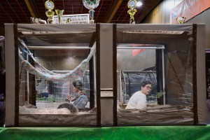 reportage-uber-katzenhaltung-im-rahmen-der-ausbildung-zur-fotografin-entstanden-352-4