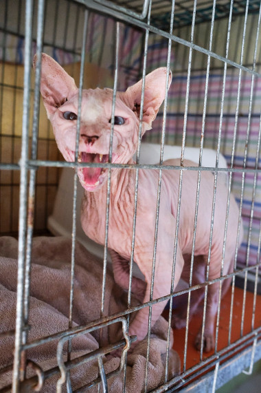 reportage-uber-katzenhaltung-im-rahmen-der-ausbildung-zur-fotografin-entstanden-345