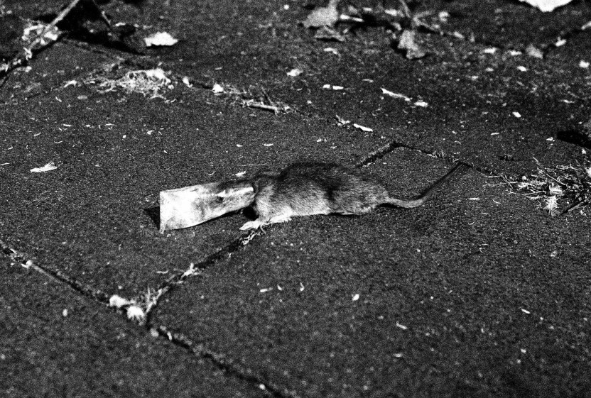 streetfotografie-uber-jugendliche-in-plattenbauten-053