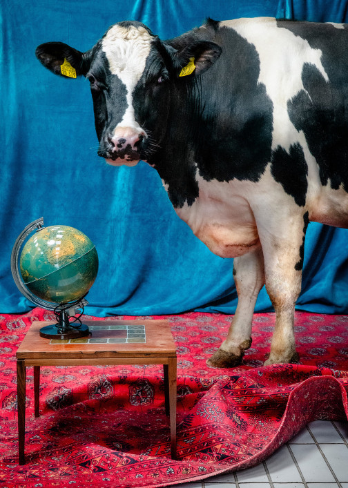 tierportrats-im-studio-inszeniert-im-rahmen-der-ausbildung-zur-fotografin-011