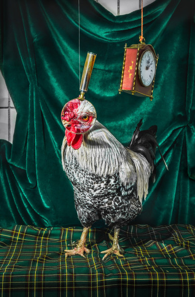 tierportrats-im-studio-inszeniert-im-rahmen-der-ausbildung-zur-fotografin-018