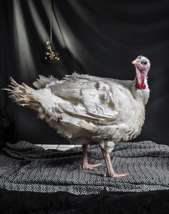 tierportrats-im-studio-inszeniert-im-rahmen-der-ausbildung-zur-fotografin-013
