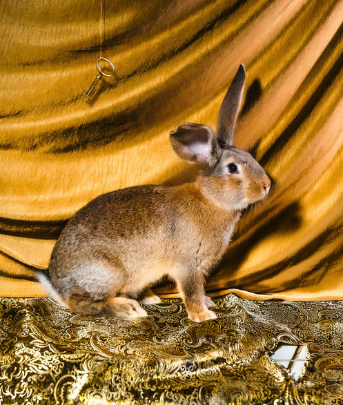 tierportrats-im-studio-inszeniert-im-rahmen-der-ausbildung-zur-fotografin-015