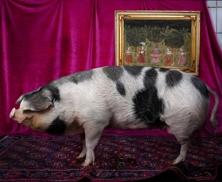 tierportrats-im-studio-inszeniert-im-rahmen-der-ausbildung-zur-fotografin-014