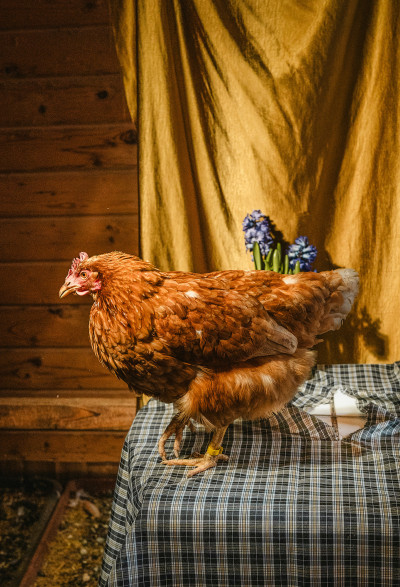 tierportrats-im-studio-inszeniert-im-rahmen-der-ausbildung-zur-fotografin-020