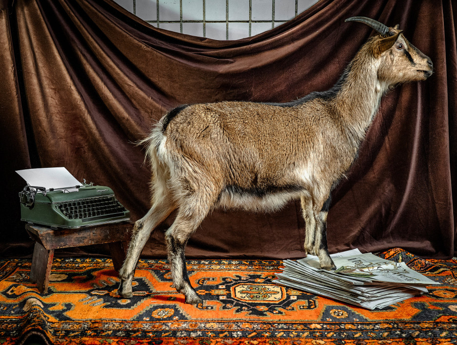 tierportrats-im-studio-inszeniert-im-rahmen-der-ausbildung-zur-fotografin-012